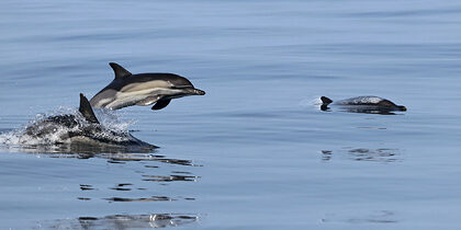 pic_47ec7ecfcdf310f70b8eb64531d338d3